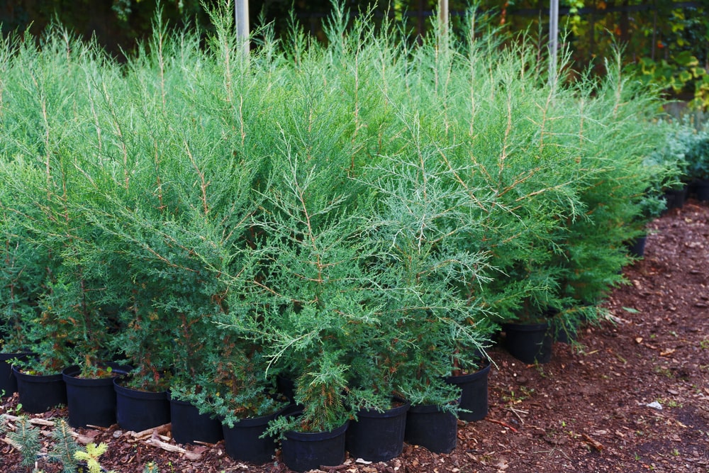 Juniper trees offer a great option if you live in a colder climate.