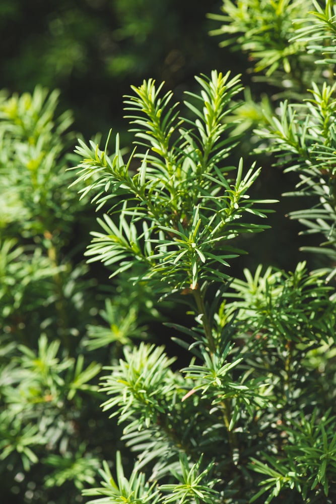 Hemlock trees can offer a taller hedge for your privacy project.