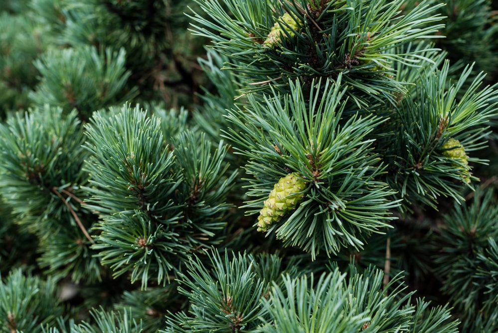 Dense green foliage and cones for the pine tree.  Density varies by variety.