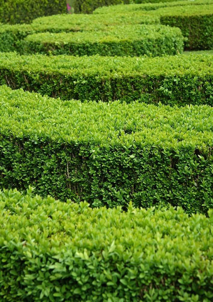 Boxwood hedge neatly trimmed. 