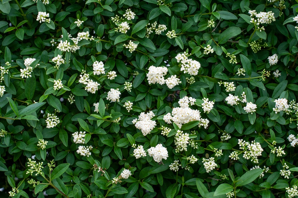 Privet hedges offer variety and can grow up to 15 feet for a tall privacy hedge.