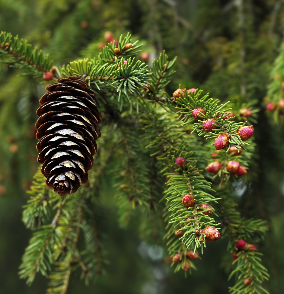 Spruce trees can grow quite tall and 
can offer a good privacy option with minimal upkeep. 