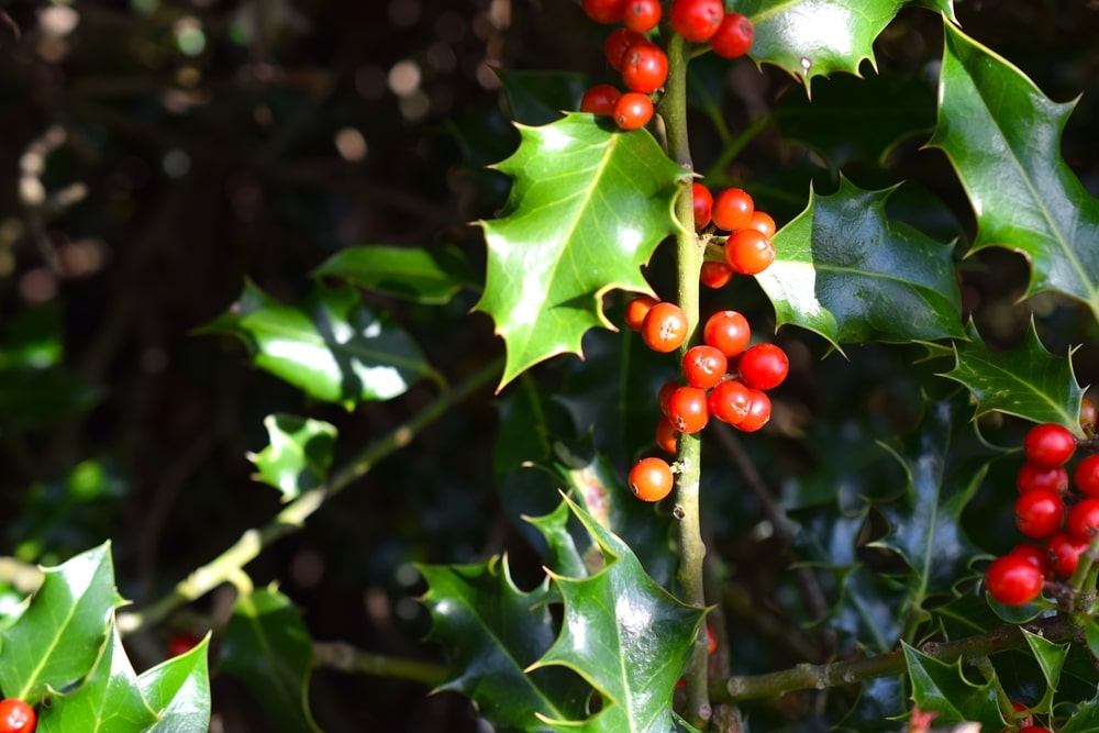 Holly trees offer dense foliage to block out eyesores.