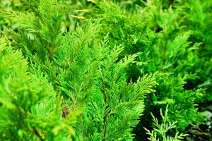 Notice the dense foliage on the cedar tree?  The cedar makes an excellent natural visual barrier.
